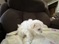 Girl Maltese , a female Maltese for sale in Lake Arrowhead, CA – 4 of 5
