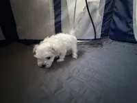 Boy Maltese, a male Maltese for sale in Lake Arrowhead, CA – 2 of 6