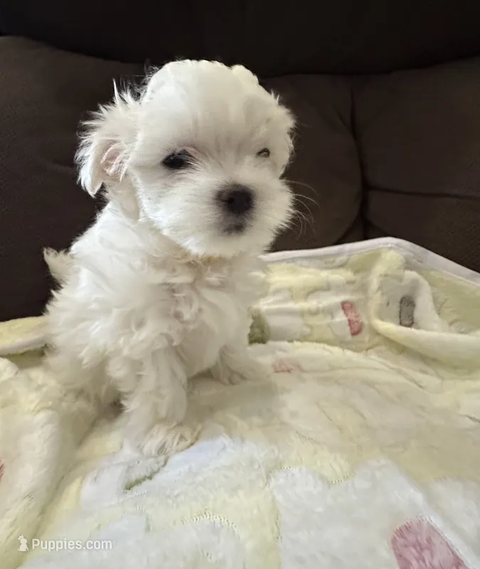 Girl Maltese , a female Maltese for sale in Lake Arrowhead, CA – 1 of 5
