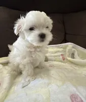Girl Maltese , a female Maltese for sale in Lake Arrowhead, CA – 1 of 5