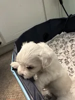Boy Maltese, a male Maltese for sale in Lake Arrowhead, CA – 6 of 6