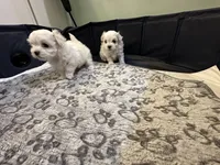 Girl Maltese , a female Maltese for sale in Lake Arrowhead, CA – 3 of 5