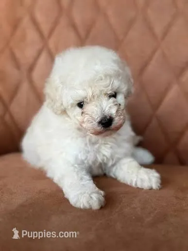 Leo – Poodle - Toy  puppy for sale in Los Angeles, CA