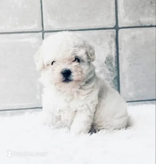 Love – Poodle - Toy  puppy for sale in Los Angeles, CA