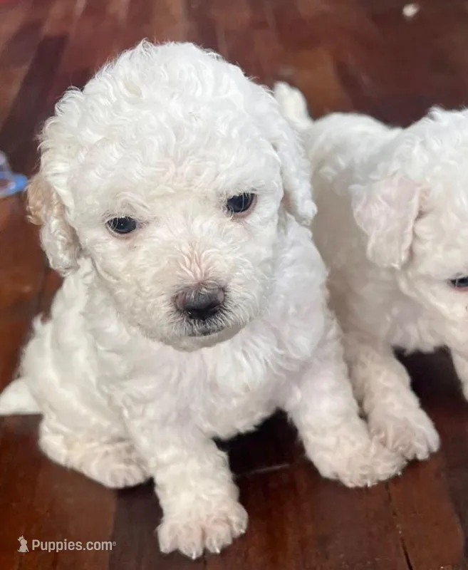Alex – Poodle - Toy  puppy for sale in Los Angeles, CA