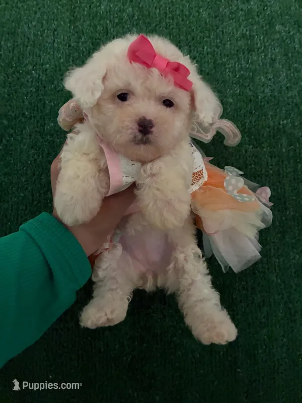 Lila – Poodle - Toy  puppy for sale in Los Angeles, CA