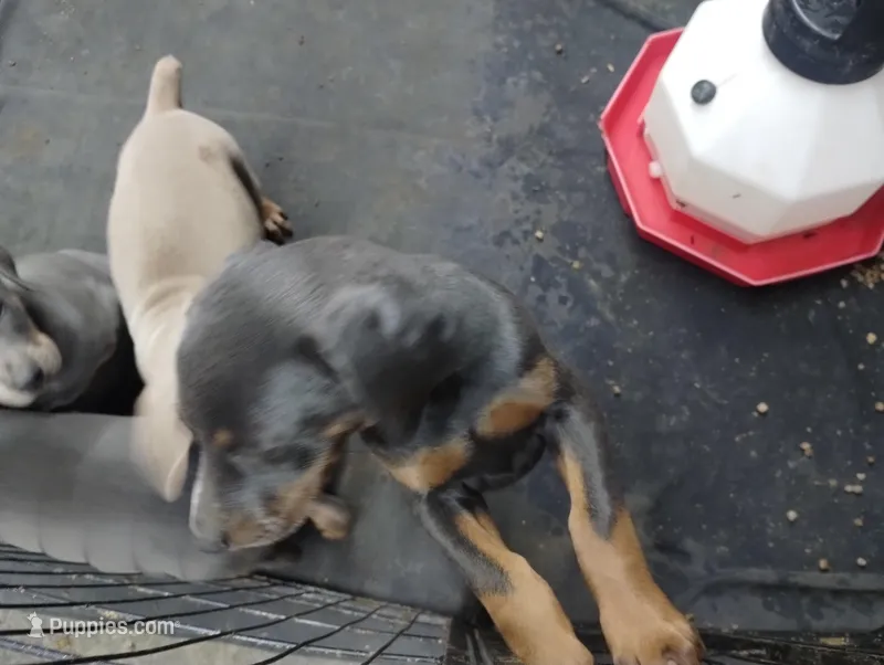 Blue female  – Doberman Pinscher puppy for sale in Salem, IL