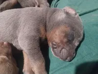 Blue female , a female Doberman Pinscher for sale in Salem, IL – Photo 1 of 2