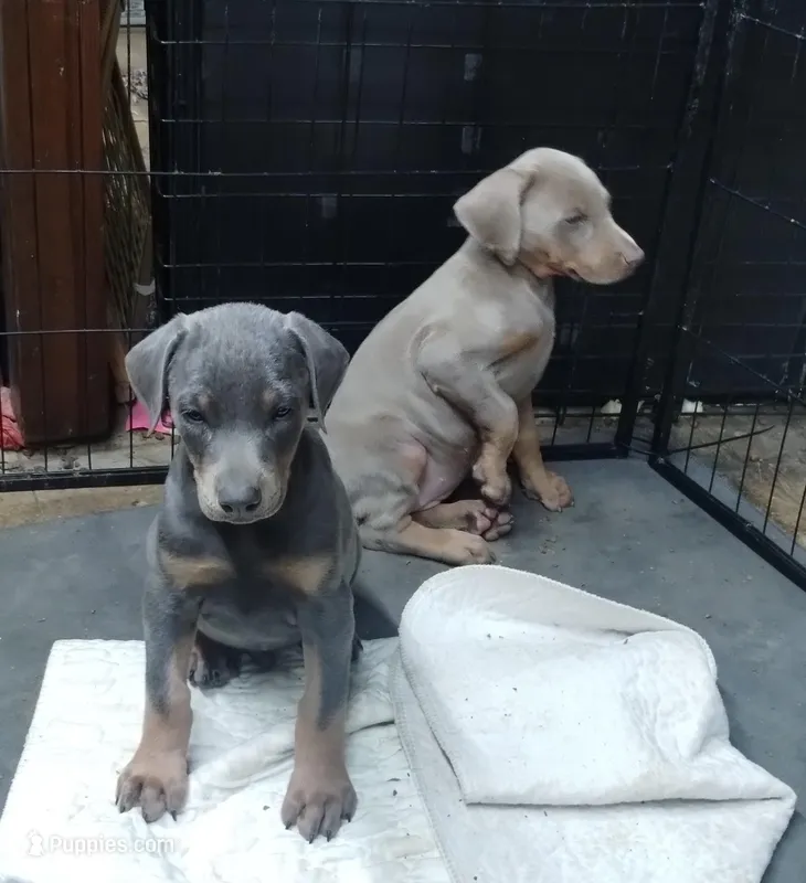 Blue male – Doberman Pinscher puppy for sale in Salem, IL