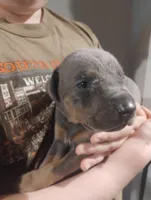 Blue male, a male Doberman Pinscher for sale in Salem, IL – Photo 2 of 6