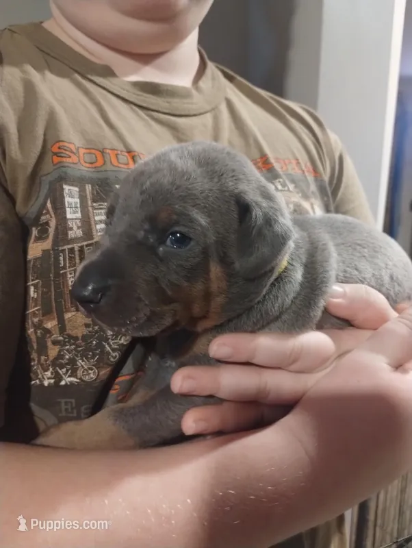 Blue male – Doberman Pinscher puppy for sale in Salem, IL
