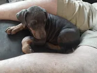 Blue male , a male Doberman Pinscher for sale in Salem, IL – Photo 2 of 9