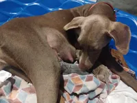 Blue male , a male Doberman Pinscher for sale in Salem, IL – Photo 2 of 3