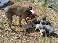 Blue male , a male Doberman Pinscher for sale in Salem, IL – Photo 9 of 9