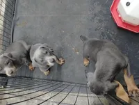 Blue male , a male Doberman Pinscher for sale in Salem, IL – Photo 4 of 9