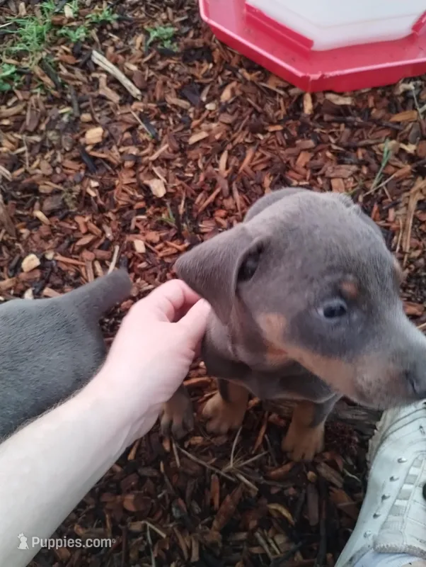Blue male  – Doberman Pinscher puppy for sale in Salem, IL