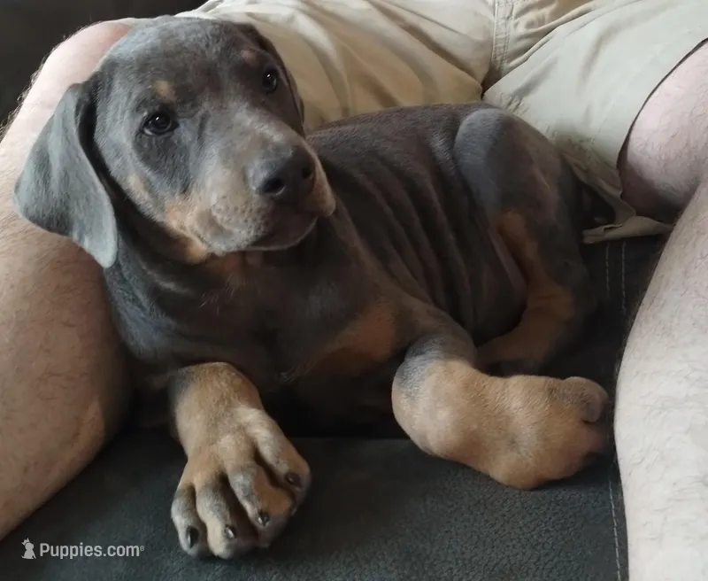 Blue male , a male Doberman Pinscher for sale in Salem, IL – Photo 1 of 9