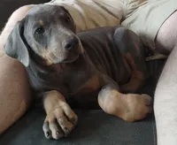 Blue male , a male Doberman Pinscher for sale in Salem, IL – Photo 1 of 9