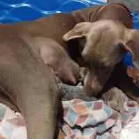 Fawn female, a female Doberman Pinscher for sale in Salem, IL – Photo 2 of 3