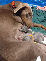 Fawn female, a female Doberman Pinscher for sale in Salem, IL – Photo 3 of 3