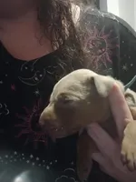 Fawn female, a female Doberman Pinscher for sale in Salem, IL – Photo 1 of 3