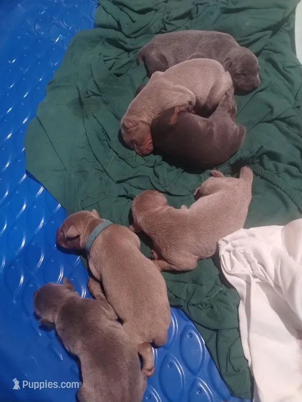 Fawn female, a female Doberman Pinscher for sale in Salem, IL – Photo 1 of 3