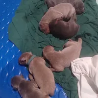 Blue male , a male Doberman Pinscher for sale in Salem, IL – Photo 1 of 3