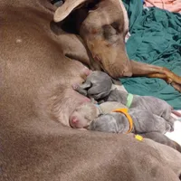 Blue male , a male Doberman Pinscher for sale in Salem, IL – Photo 3 of 3