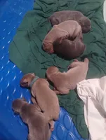 Fawn Male, a male Doberman Pinscher for sale in Salem, IL – Photo 4 of 5