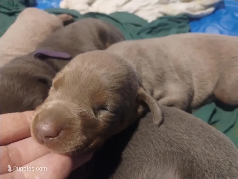 Fawn Male – Doberman Pinscher puppy for sale in Salem, IL