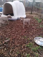 Fawn Male, a male Doberman Pinscher for sale in Salem, IL – Photo 2 of 5