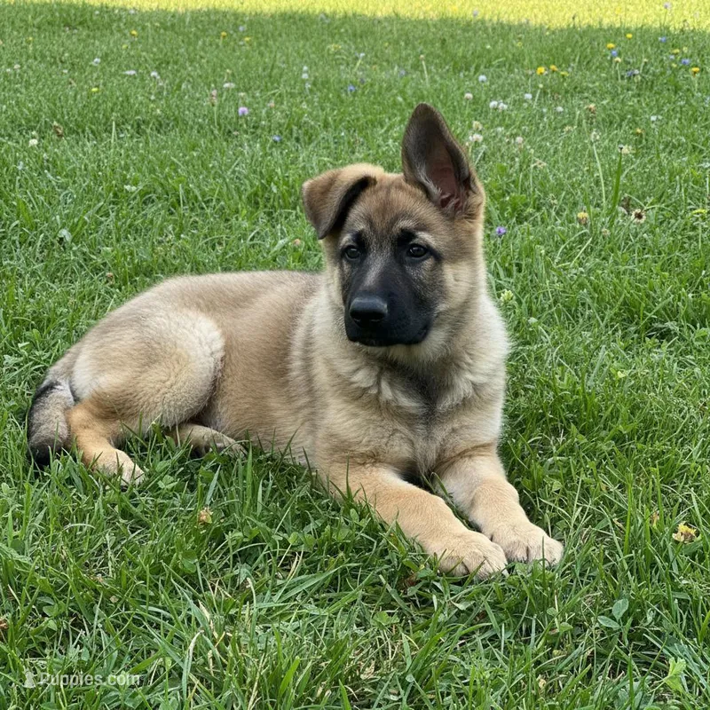 No name, a male German Shepherd Dog for sale in Boiling Springs, SC – Photo 1 of 1