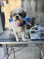 Fendi (Shih Tzu) (Pregnant), a female Shih Tzu for sale in Texas City, TX – 3 of 4