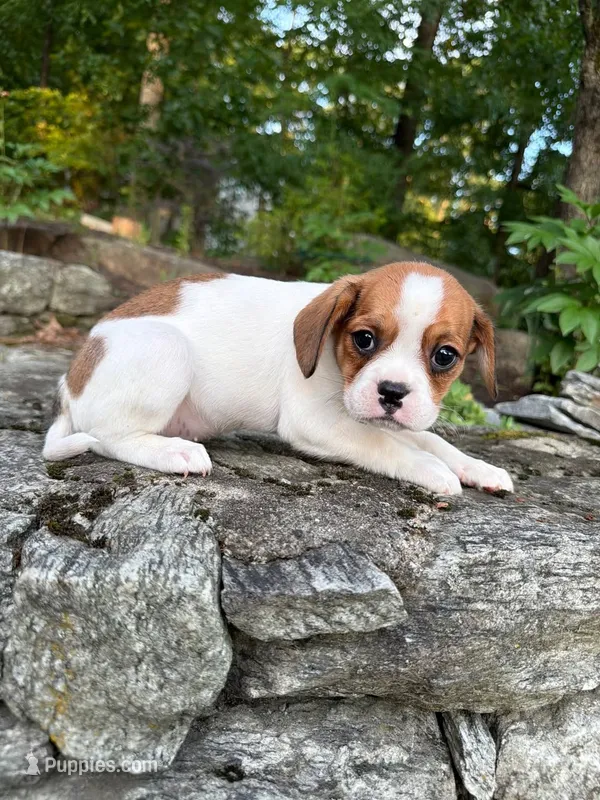 “Breeze” Rarity Royales – French Bulldog, Cavalier King Charles Spaniel puppy for sale in Texas City, TX