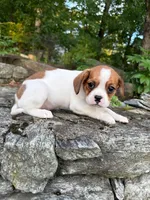 “Breeze” Rarity Royales, a female French Bulldog and Cavalier King Charles Spaniel for sale in Texas City, TX – 1 of 6