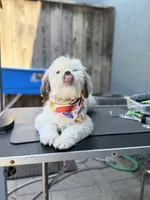 Versace (Shih Tzu), a female Shih Tzu for sale in Provo, UT – 4 of 7