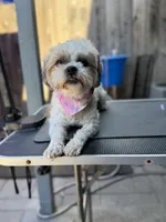 Fendi (Shih Tzu) (Pregnant), a female Shih Tzu for sale in Texas City, TX – 4 of 4
