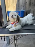 Versace (Shih Tzu), a female Shih Tzu for sale in Provo, UT – 7 of 7