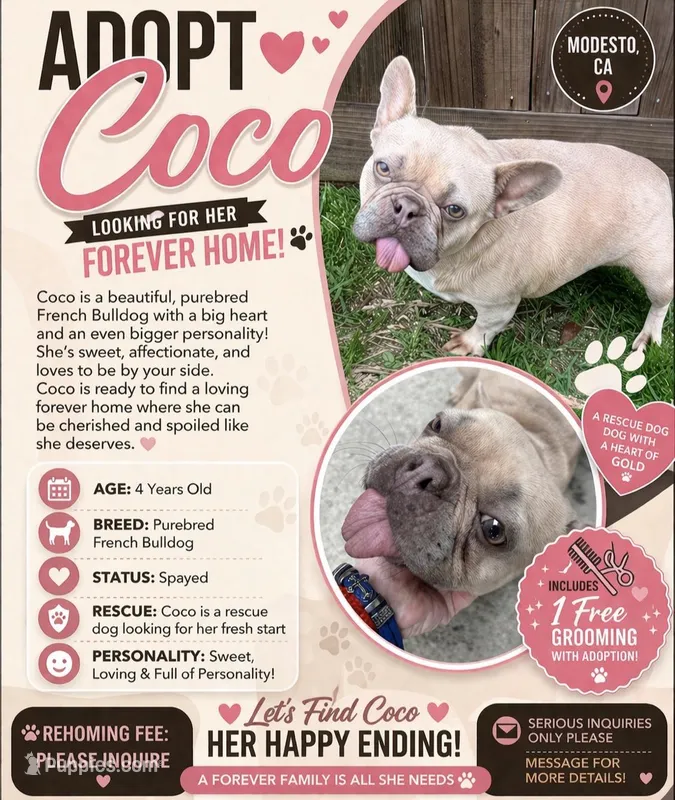 Coco  – French Bulldog puppy for sale in Houston, TX