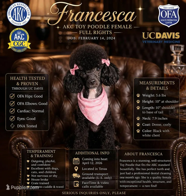 “FRANCESCA”✨ AKC TOY POODLE FEMALE – FULL RIGHTS ✨ – Poodle - Toy  puppy for sale in Houston, TX