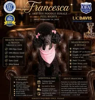 “FRANCESCA”✨ AKC TOY POODLE FEMALE – FULL RIGHTS ✨, a female Poodle - Toy  for sale in Houston, TX – Photo 1 of 4