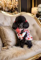“FRANCESCA”✨ AKC TOY POODLE FEMALE – FULL RIGHTS ✨, a female Poodle - Toy  for sale in Houston, TX – Photo 4 of 4