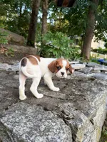 “Breeze” Rarity Royales, a female French Bulldog and Cavalier King Charles Spaniel for sale in Texas City, TX – 4 of 6