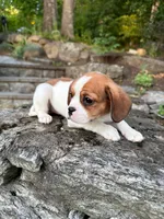 “Breeze” Rarity Royales, a female French Bulldog and Cavalier King Charles Spaniel for sale in Texas City, TX – 3 of 6