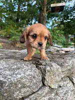 Ash (Rarity Royales), a female Cavalier King Charles Spaniel and Frenchton for sale in Texas City, TX – 4 of 7