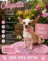 Chiquita Toy Chihuahua, a female Chihuahua for sale in Texas City, TX – 1 of 1