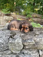 Big-Burch (Rarity Royales) , a male Cavalier King Charles Spaniel and Frenchton for sale in Texas City, TX – 3 of 5
