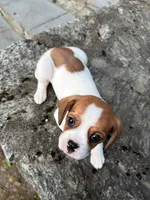 “Breeze” Rarity Royales, a female French Bulldog and Cavalier King Charles Spaniel for sale in Texas City, TX – 2 of 6