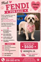 Fendi (Shih Tzu), a female Shih Tzu for sale in Provo, UT – 1 of 1