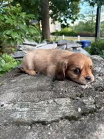 Ash (Rarity Royales), a female Cavalier King Charles Spaniel and Frenchton for sale in Texas City, TX – 2 of 7